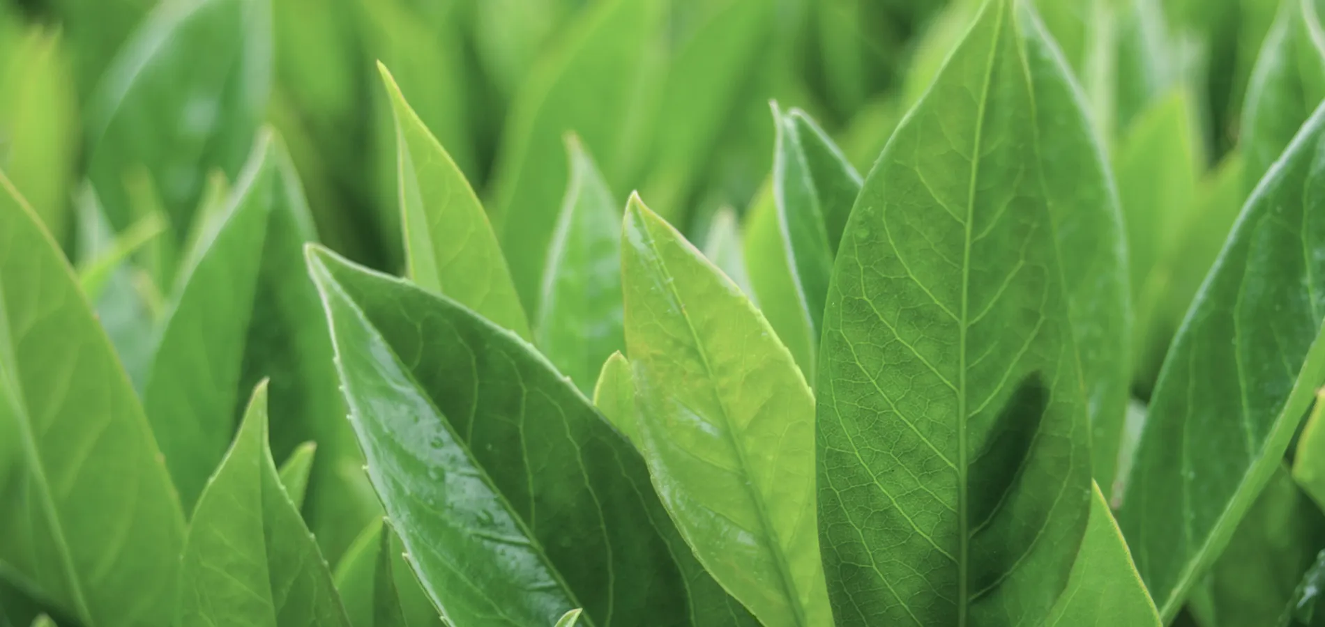 nursery-ornamentals-container plants-title