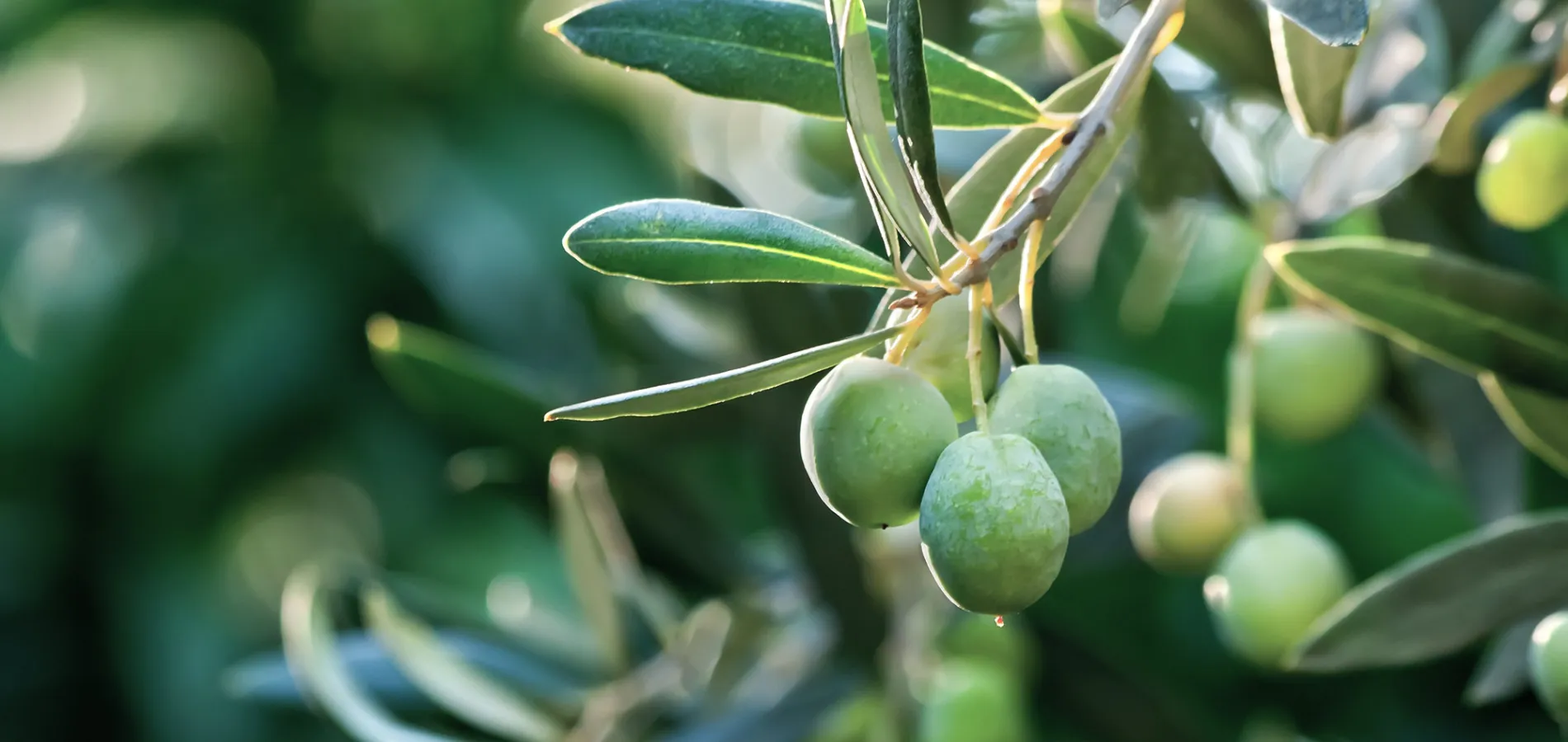 fruits olives-title
