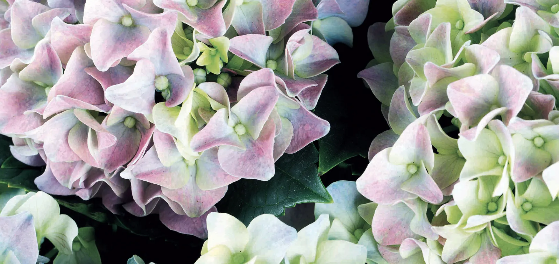 nursery-ornamentals-ornamental plants-title