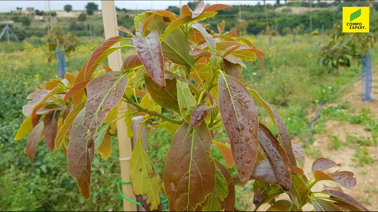 COMPO EXPERT - Estrategia de recuperación en aguacate