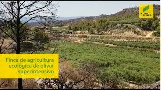 Olivar superintensivo ecológico - Cultivo ecológico del olivo con COMPO EXPERT