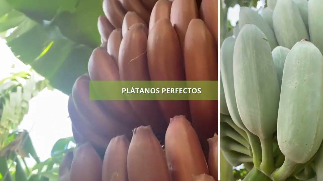Fertilización del plátano - Abonado del plátano rojo y azul