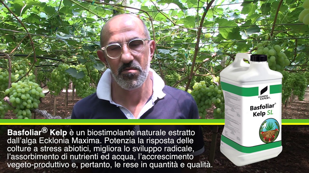 Vite da tavola - Francioso