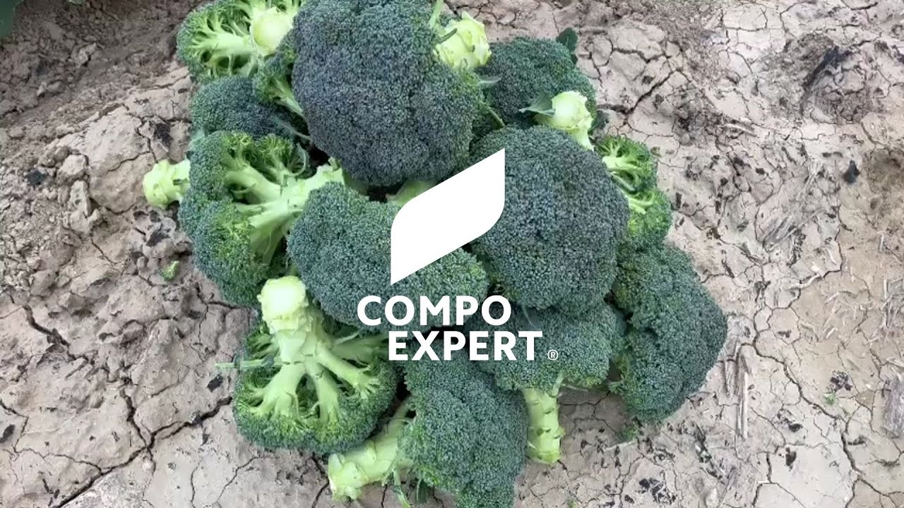 Biostimulant for broccoli Vitanica® TanEx with tannins - COMPO EXPERT