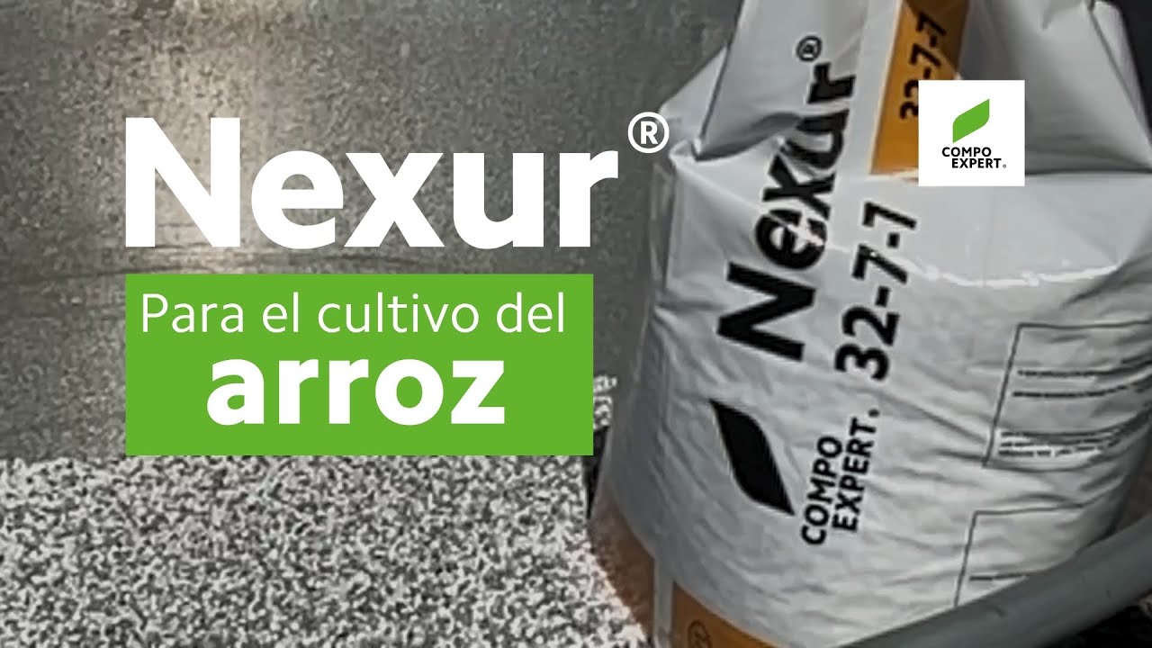 Fertilizante para arroz Nexur® 32-7-7 - Arrozal con rendimiento - COMPO EXPERT