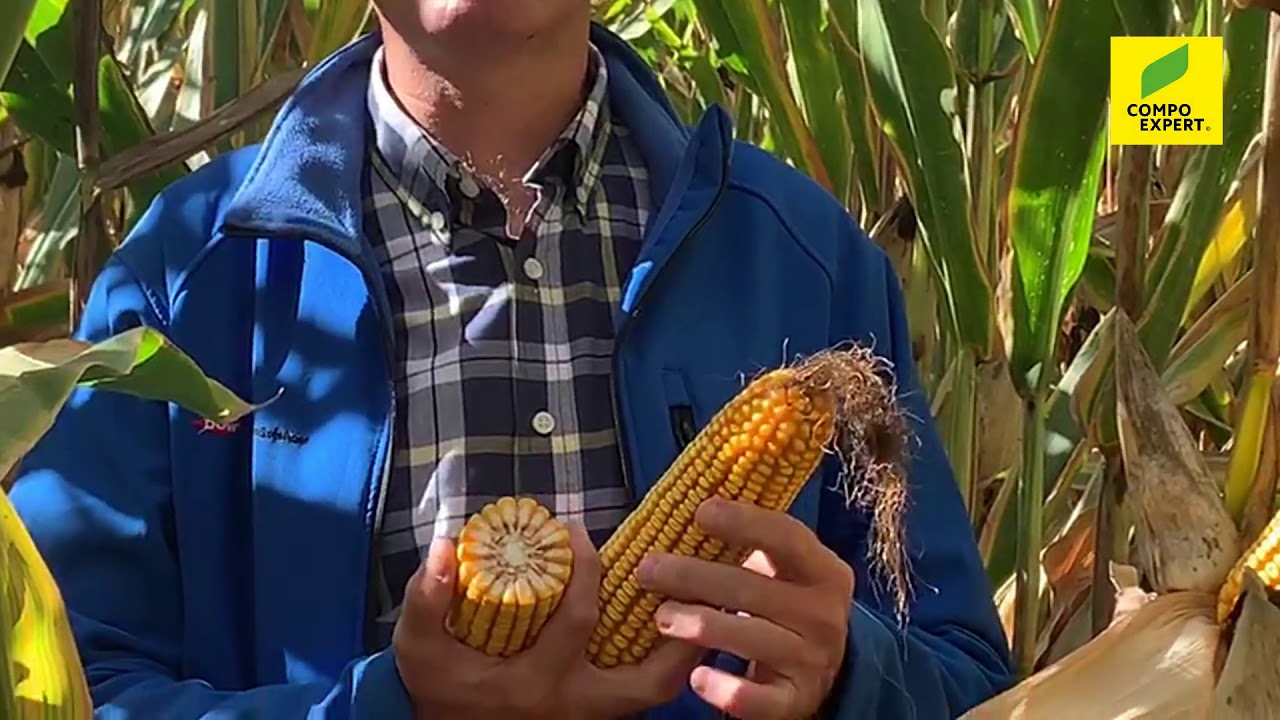 COMPO EXPERT - Resultados de NEXUR® S en maíz