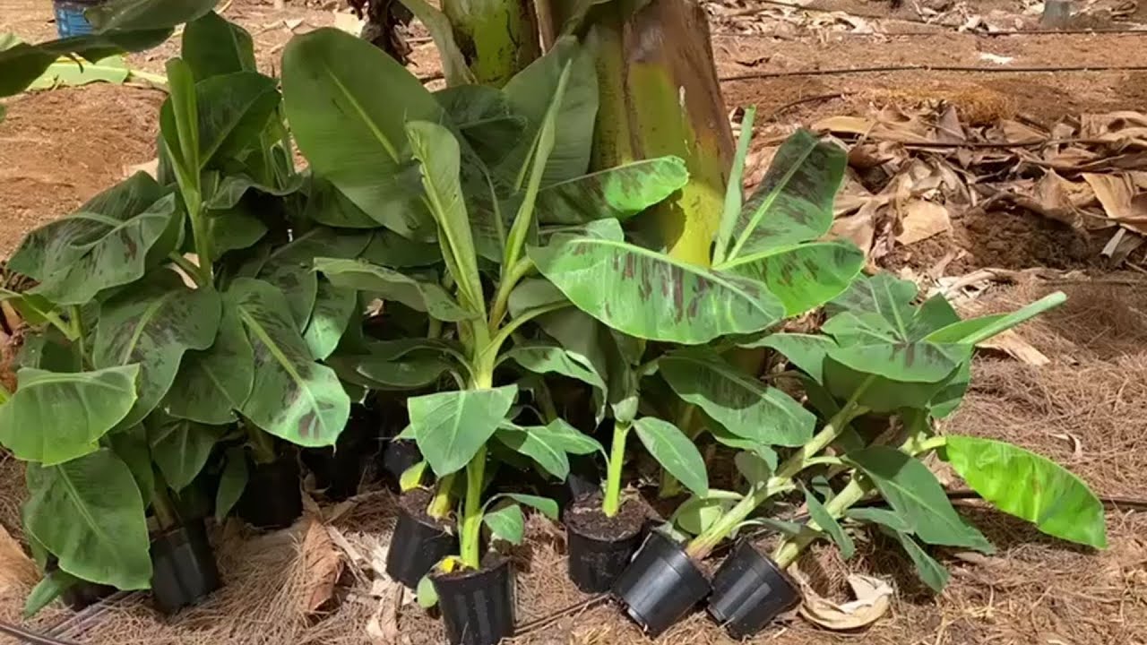 Siembra y fertilización de plataneras en Islas Canarias con productos COMPO EXPERT