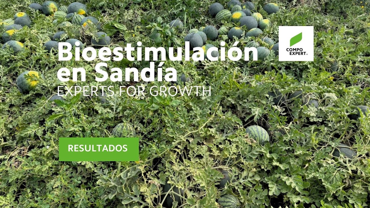 Bioestimulantes para Sandía - Cultivo de sandía en invernadero COMPO EXPERT