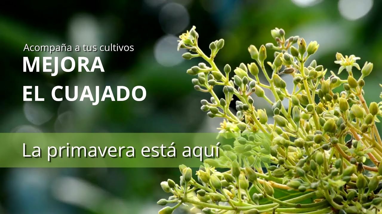 Fertilizantes para el cuajado del aguacate - Abono foliar Basfoliar® Advance N SP - COMPO EXPERT