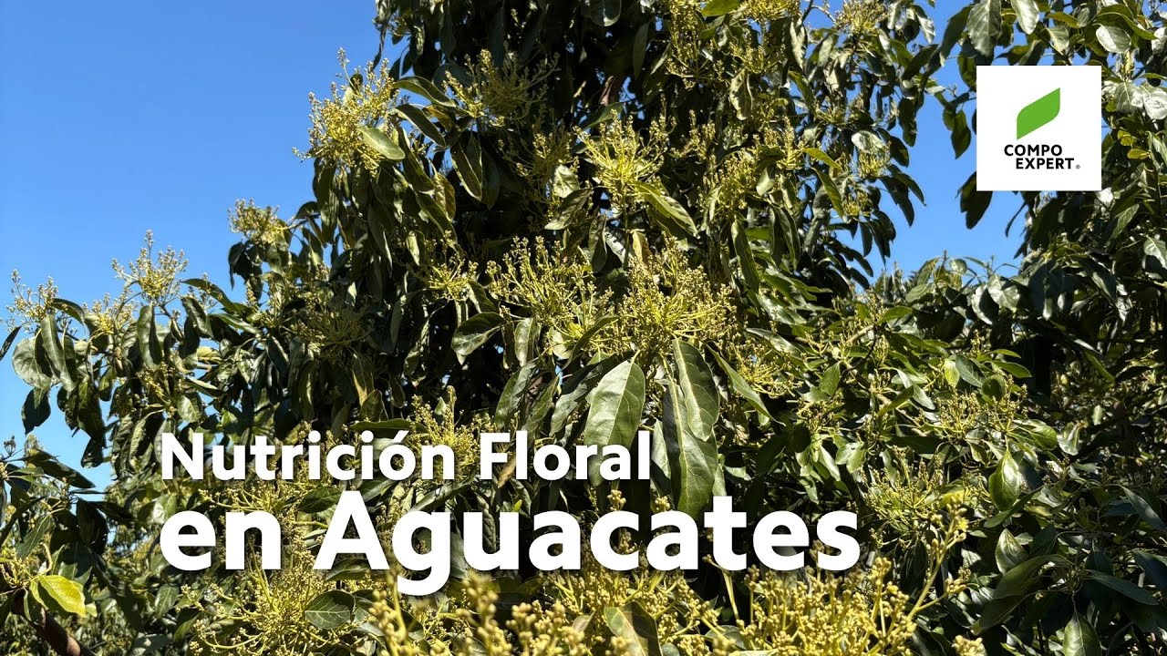 Mejor floración y cuajado en aguacate - COMPO EXPERT