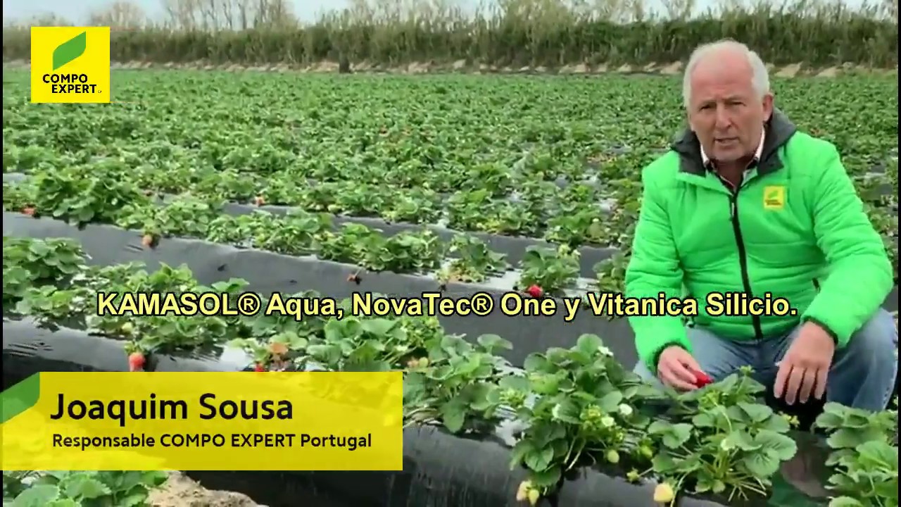 Cultivo de morango. Excelentes resultados com COMPO EXPERT